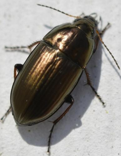 Amara aenea